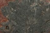 Silurian Fossil Crinoid (Scyphocrinites) Plate - Morocco #134281-1